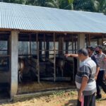 Polres Seluma Cek Kesehatan dan Kebersihan Hewan Ternak